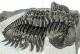 Detailed Coltraneia Trilobite Fossil - Huge Faceted Eyes #311144-2
